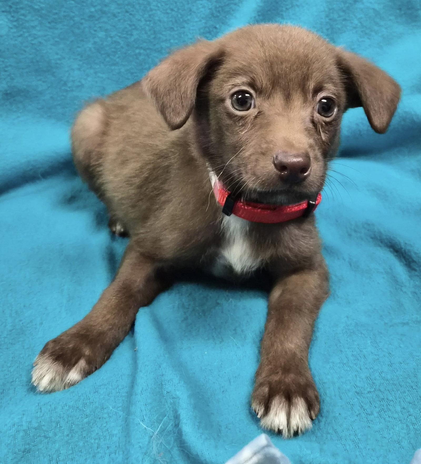 Splinter, Adoptable, Puppy Male Mixed Breed.