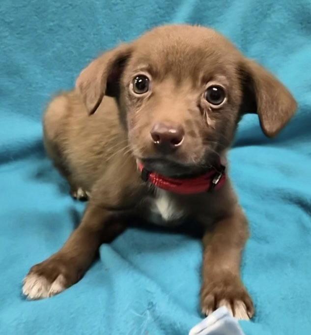 Enlarge Splinter, a Adoptable Mixed Breed in Hillside, IL image 2/2