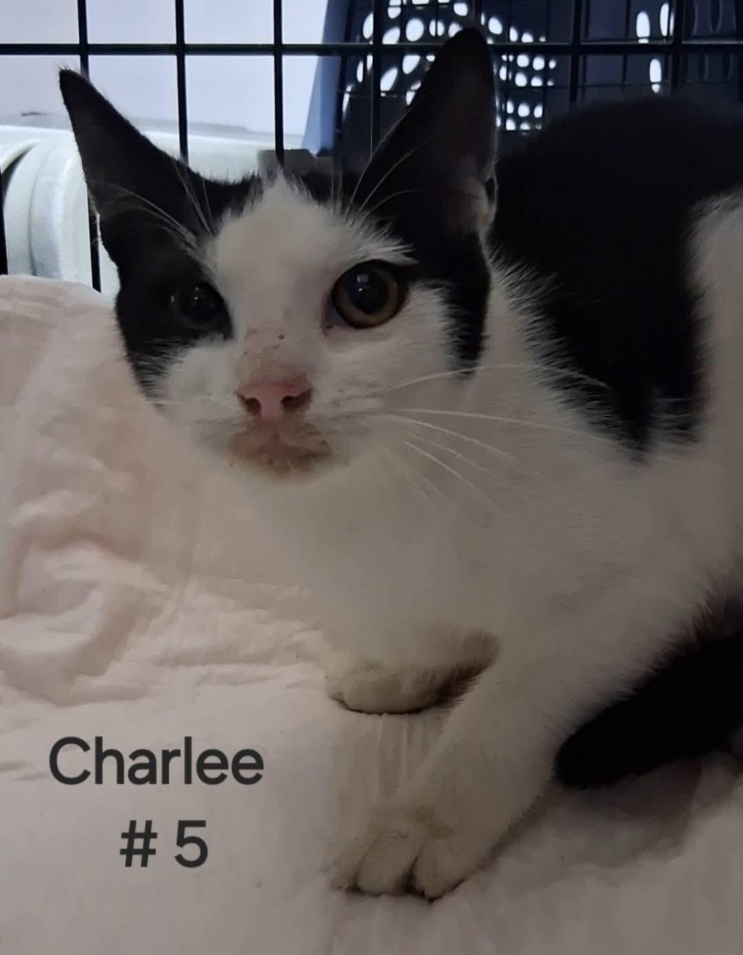 Charlee, adoptable, Kitten Female Domestic Short Hair.