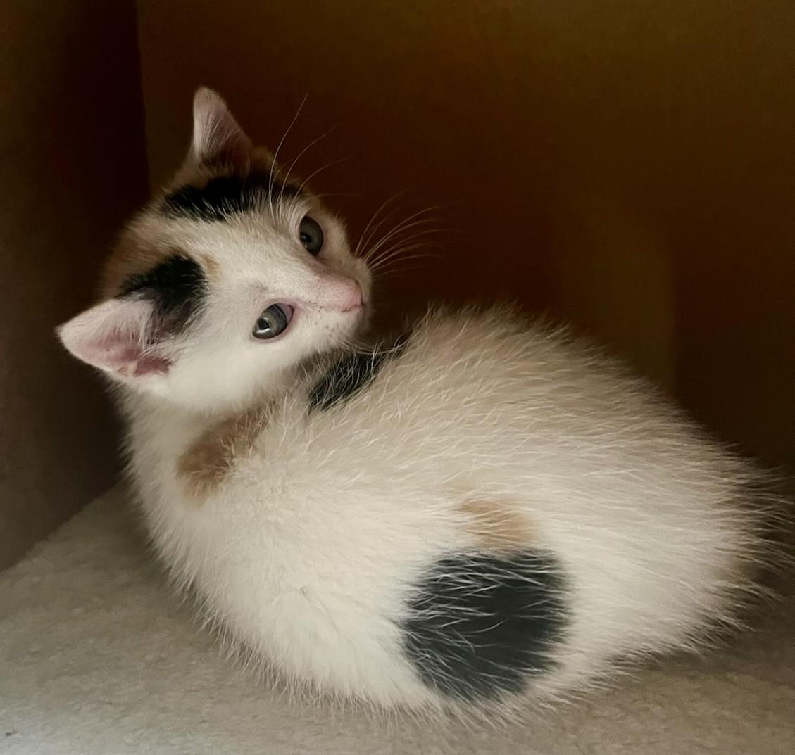 Enlarge Flora, an adopted Domestic Short Hair in East Hanover, NJ image 2/3