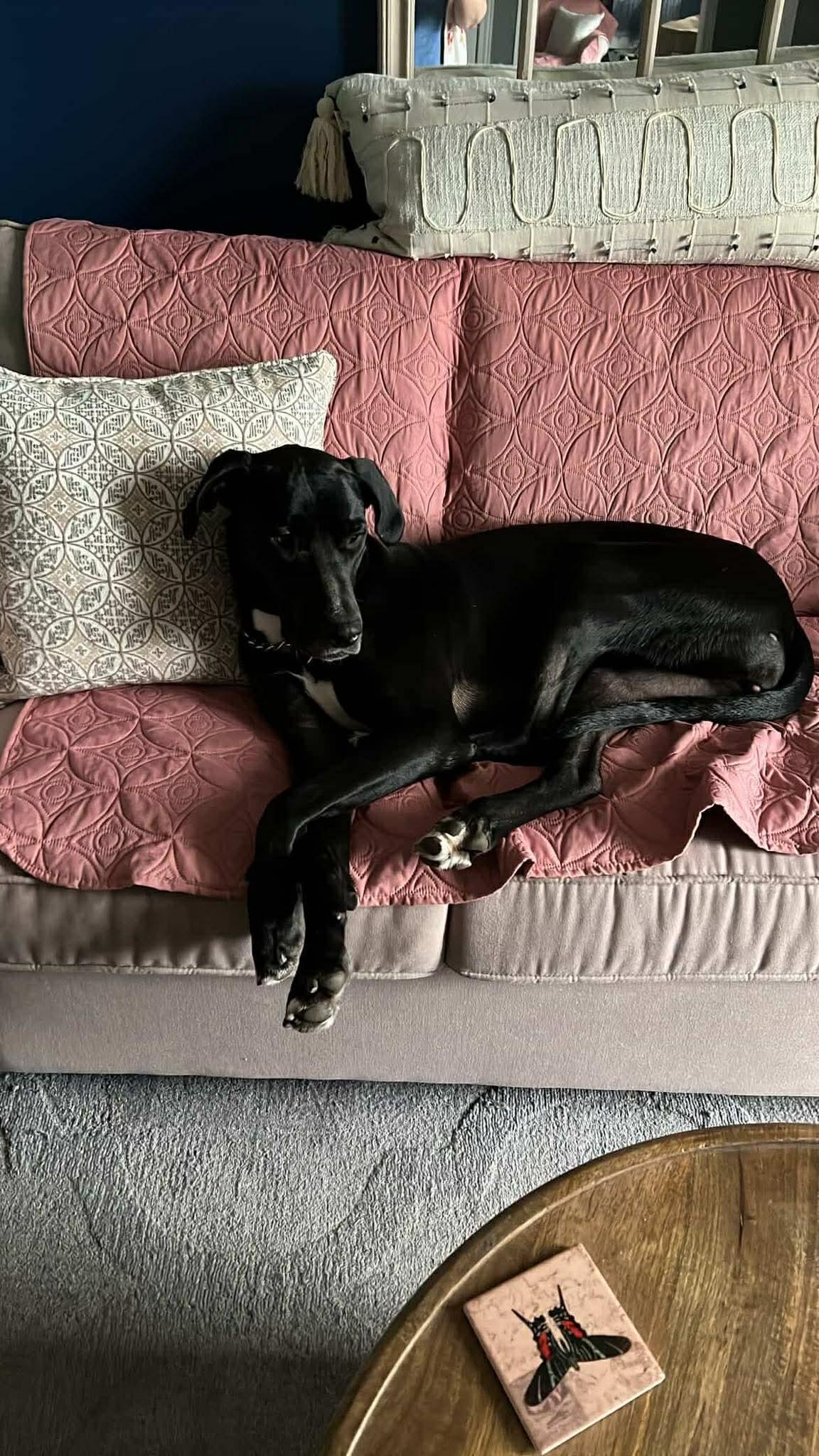 Enlarge Skye , a ADOPTABLE mixed breed in Acton, ON image 4/5