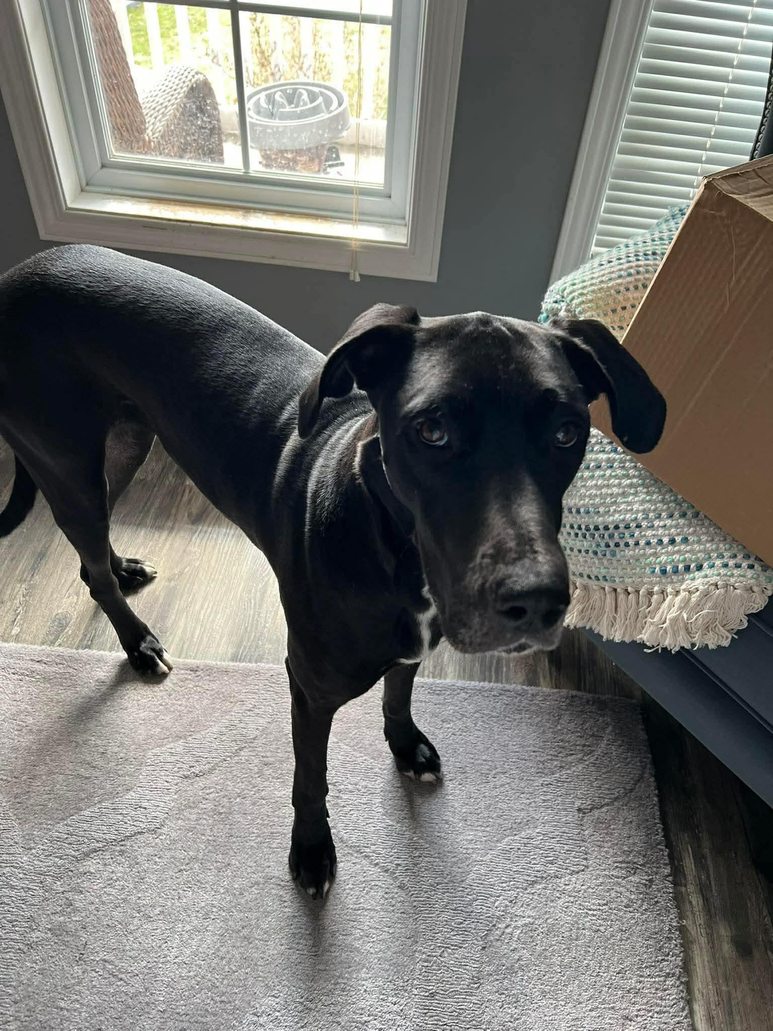 Enlarge Skye , a ADOPTABLE mixed breed in Acton, ON image 2/5