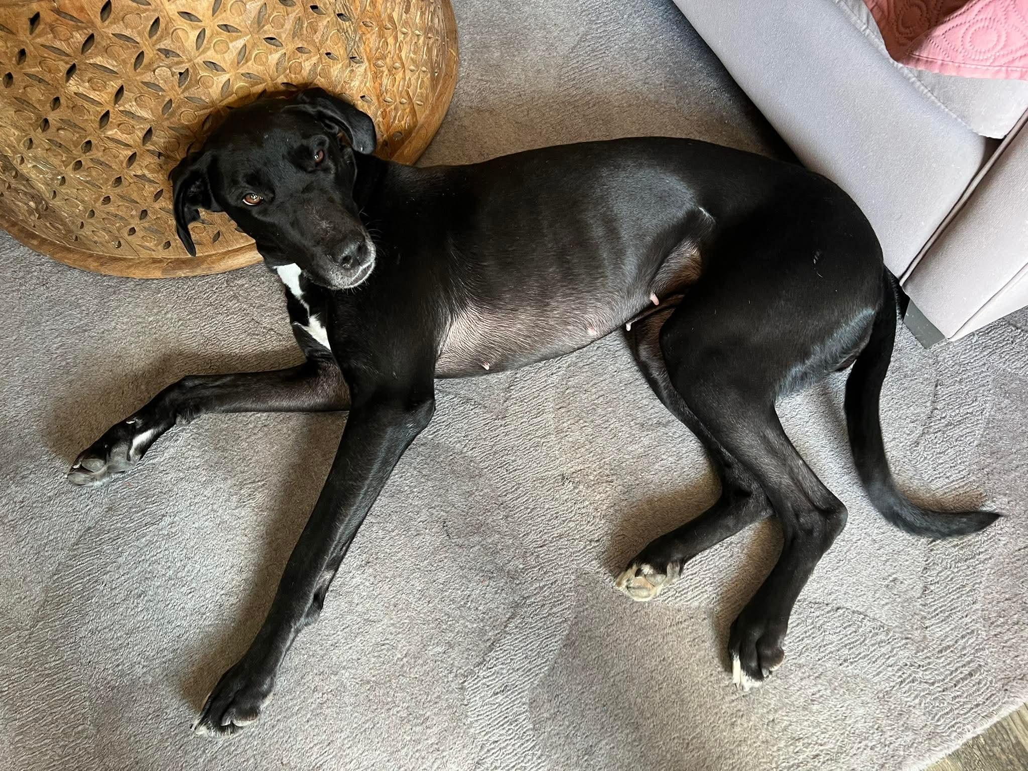 Skye , ADOPTABLE, Adult Female Great Dane & American Bulldog.