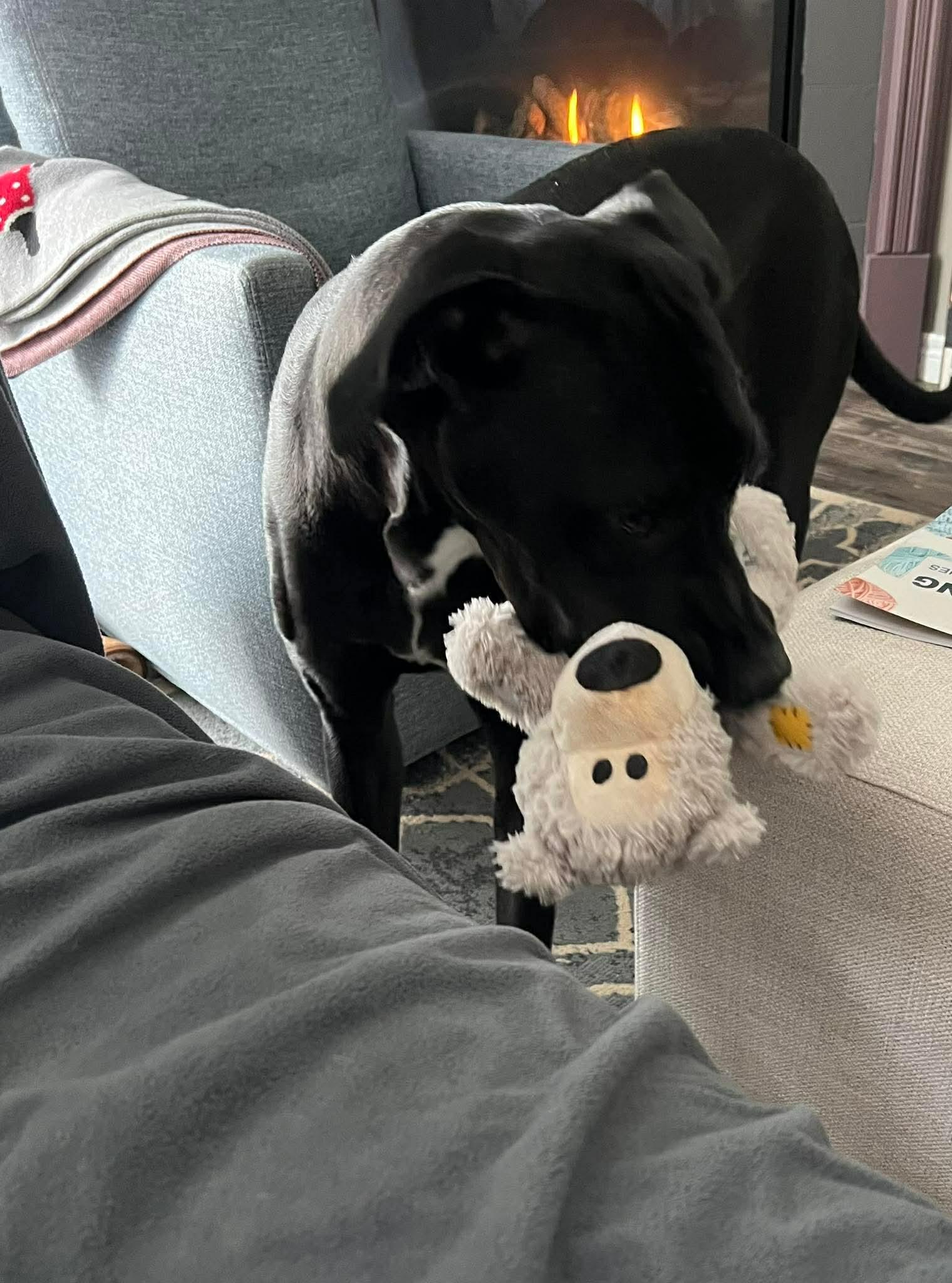 Enlarge Skye , a ADOPTABLE mixed breed in Acton, ON image 3/5