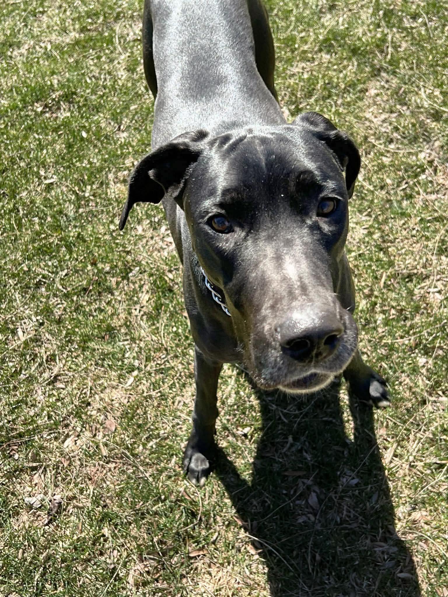 Enlarge Skye , a ADOPTABLE mixed breed in Acton, ON image 5/5