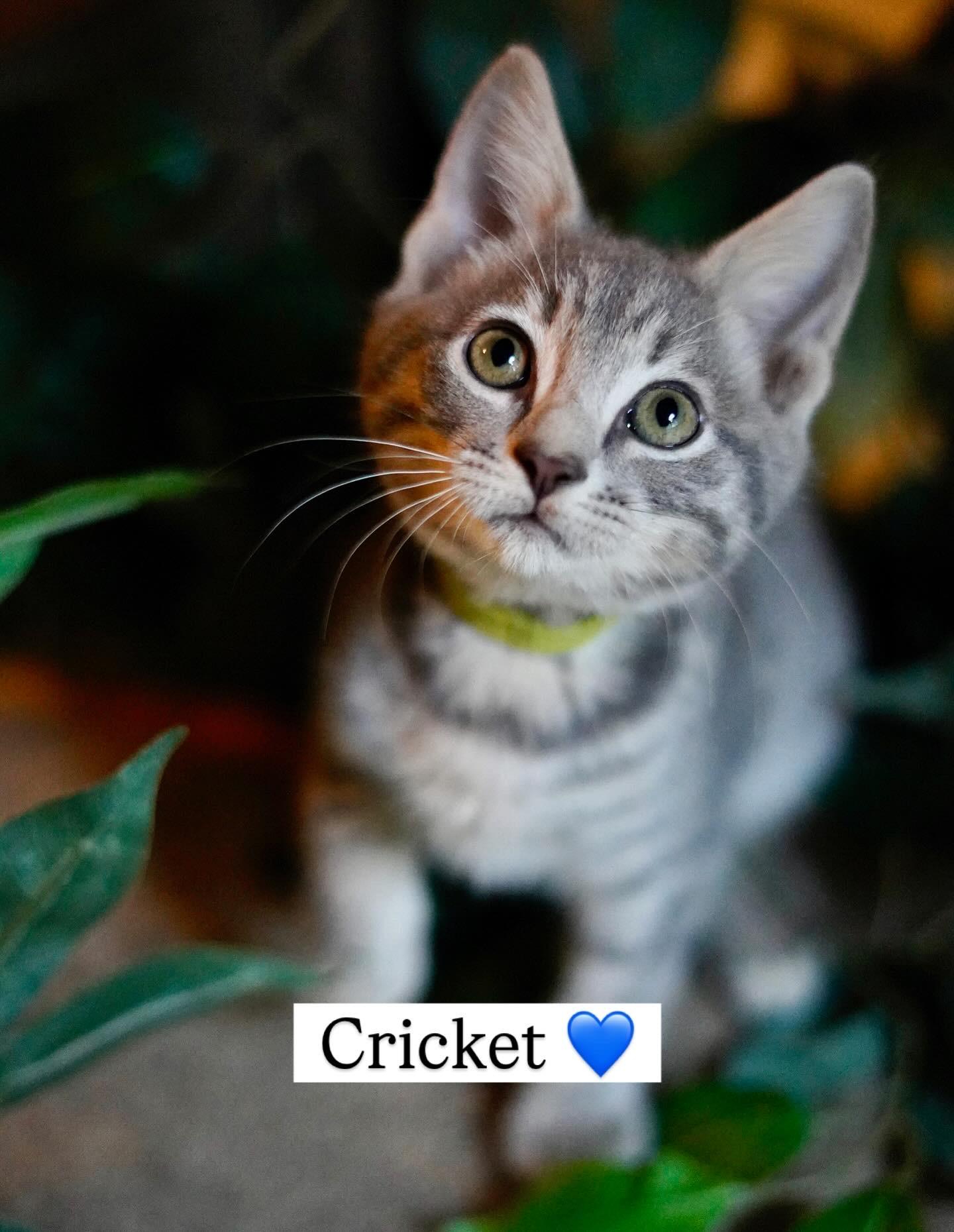 Cricket