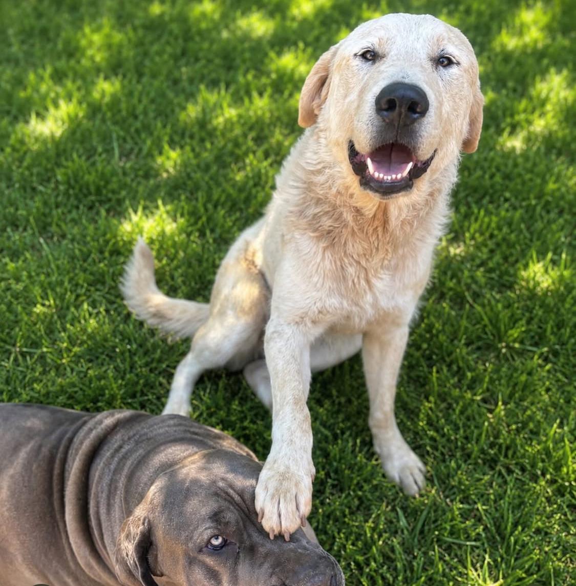 Enlarge Fluffy, an adoptable mixed breed in San Diego, CA image 1/1