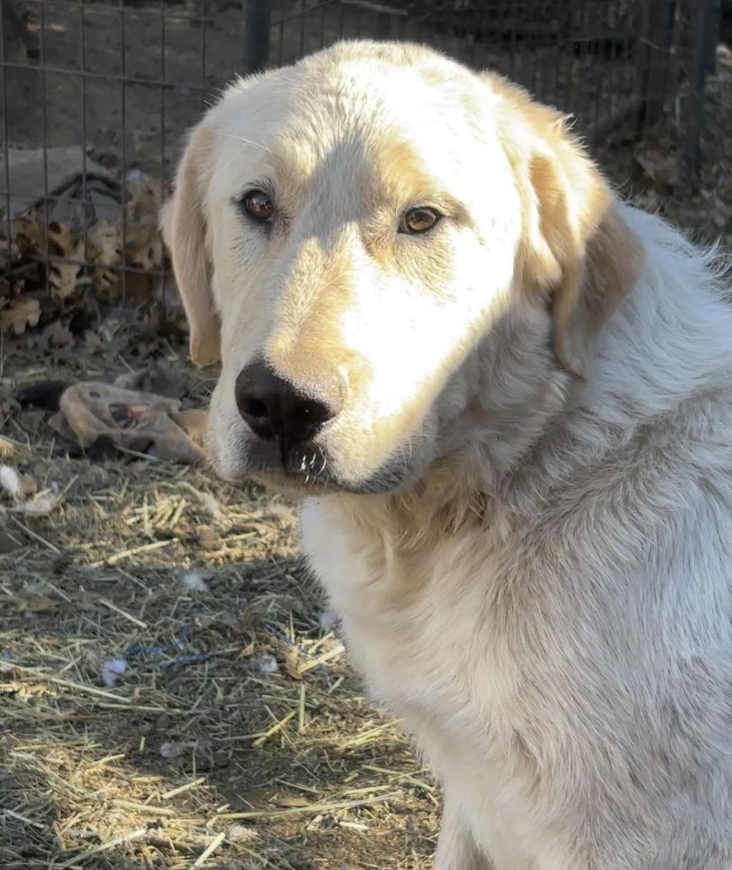 Enlarge Fluffy, a Adoptable Great Pyrenees in San Diego, CA image 1/3
