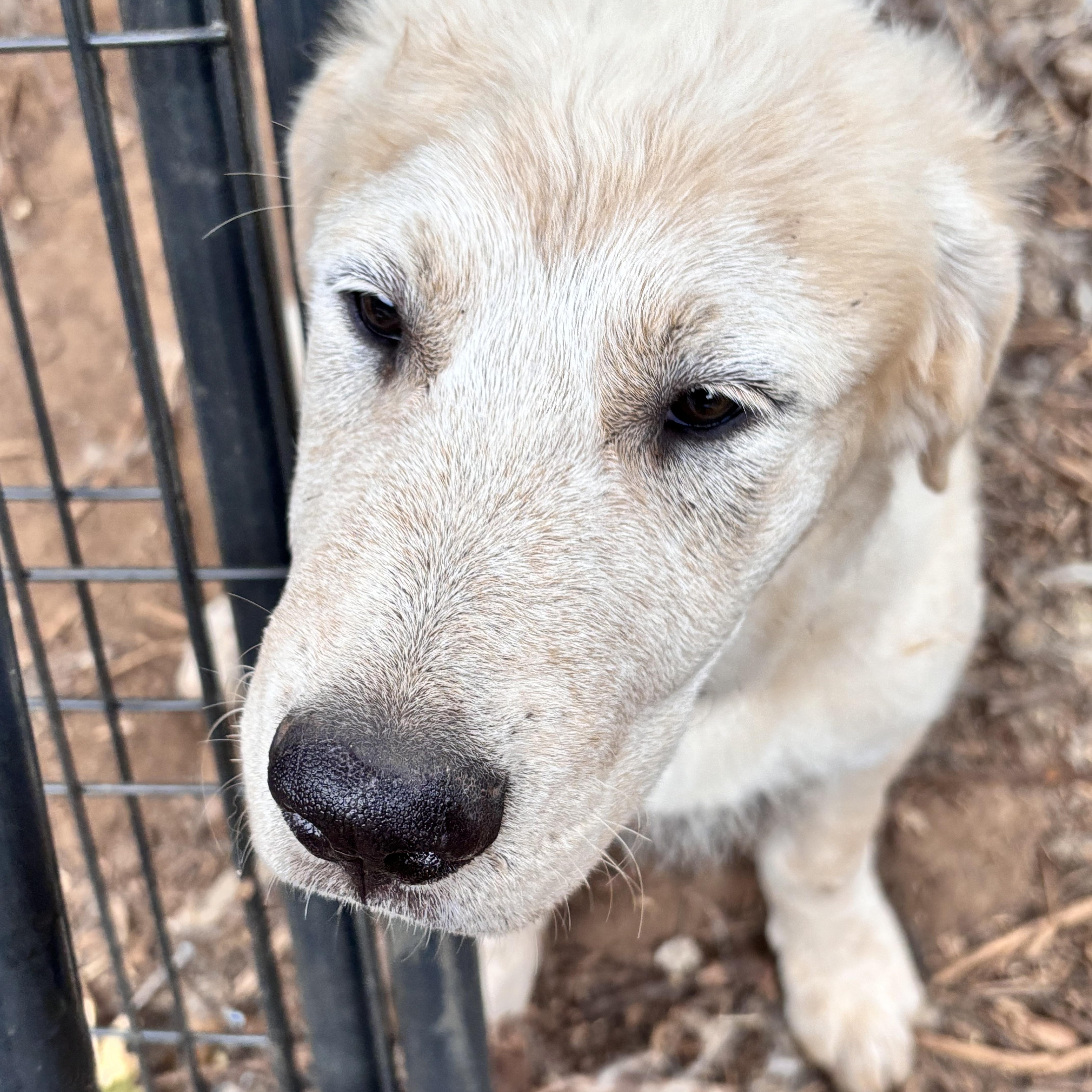 Fluffy, Adoptable, Young Male Great Pyrenees & Husky.