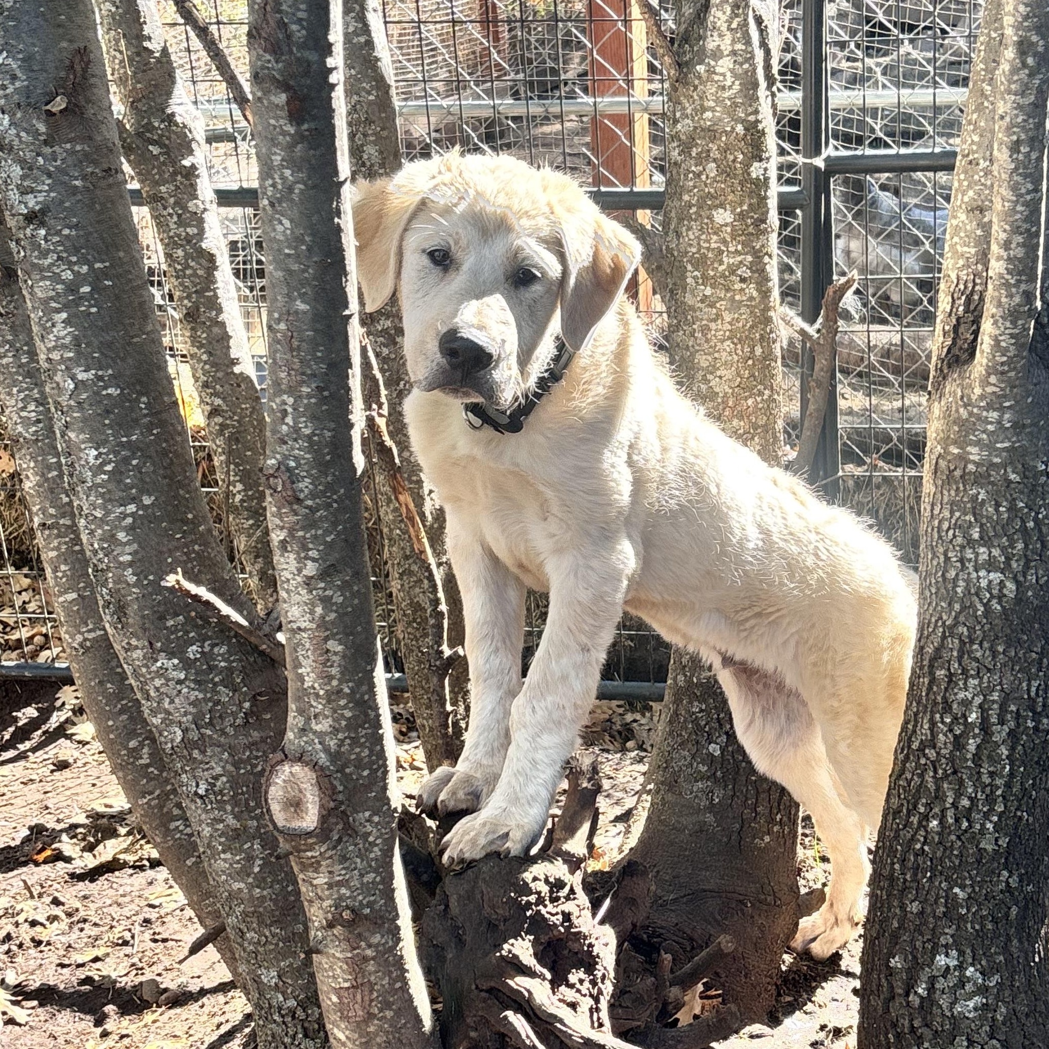 Fluffy, a Adoptable mixed breed in San Diego, CA image 3/5