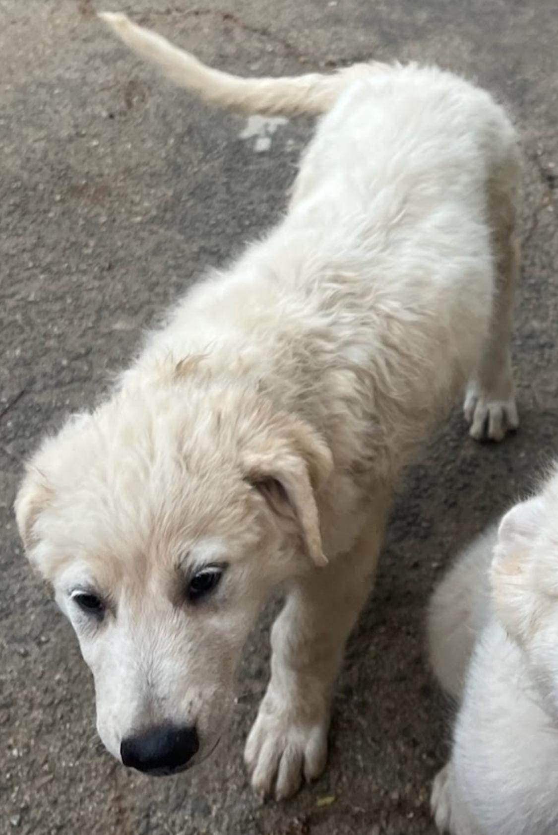 Fluffy, a Adoptable mixed breed in San Diego, CA image 4/5