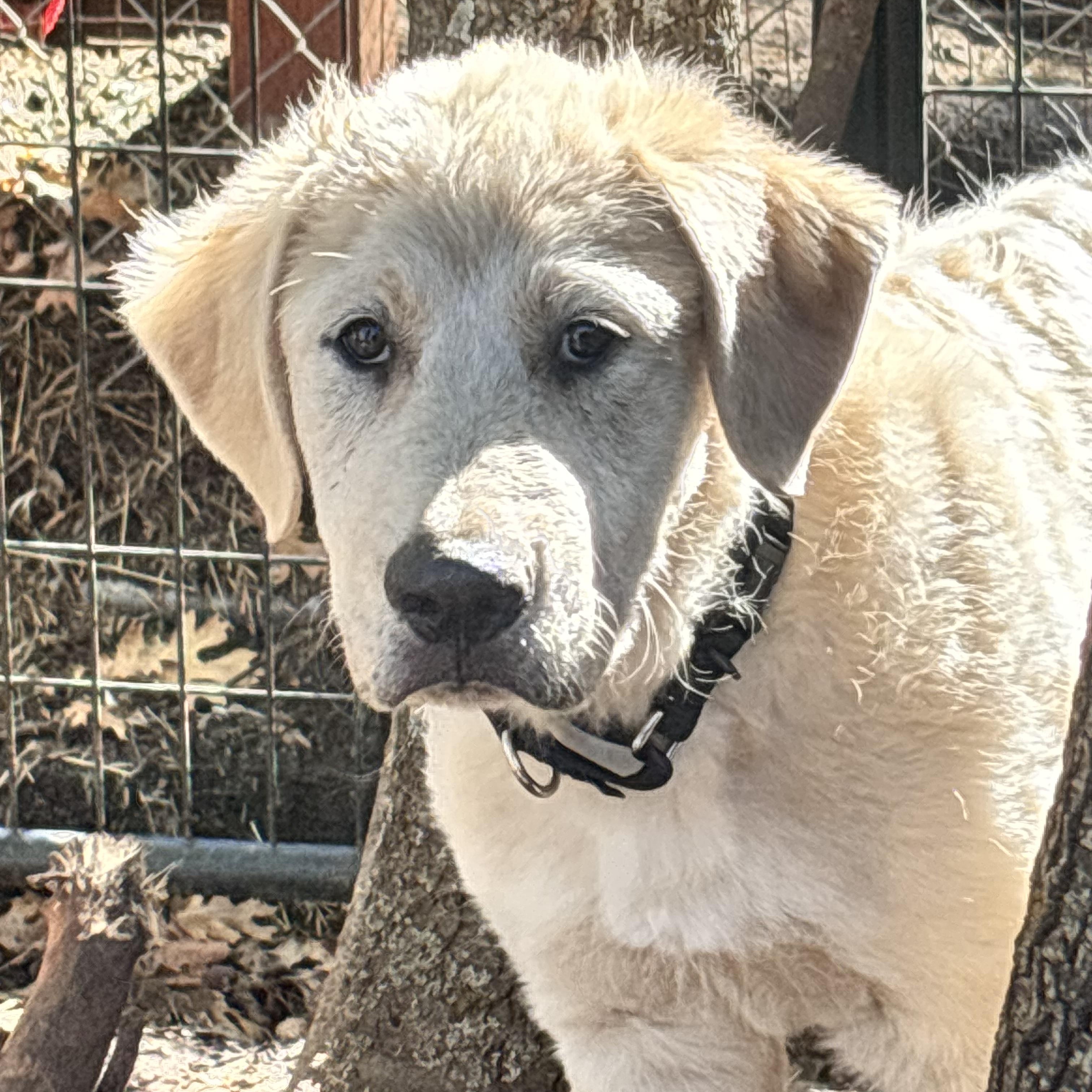 Fluffy, a Adoptable mixed breed in San Diego, CA image 2/5