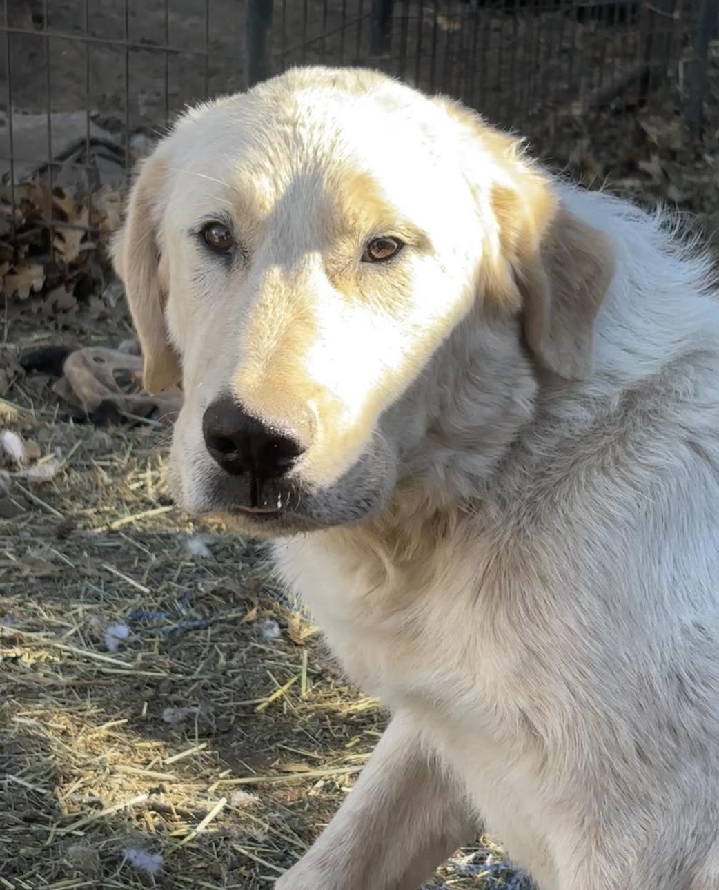 Enlarge Fluffy, a Adoptable Great Pyrenees in San Diego, CA image 3/3
