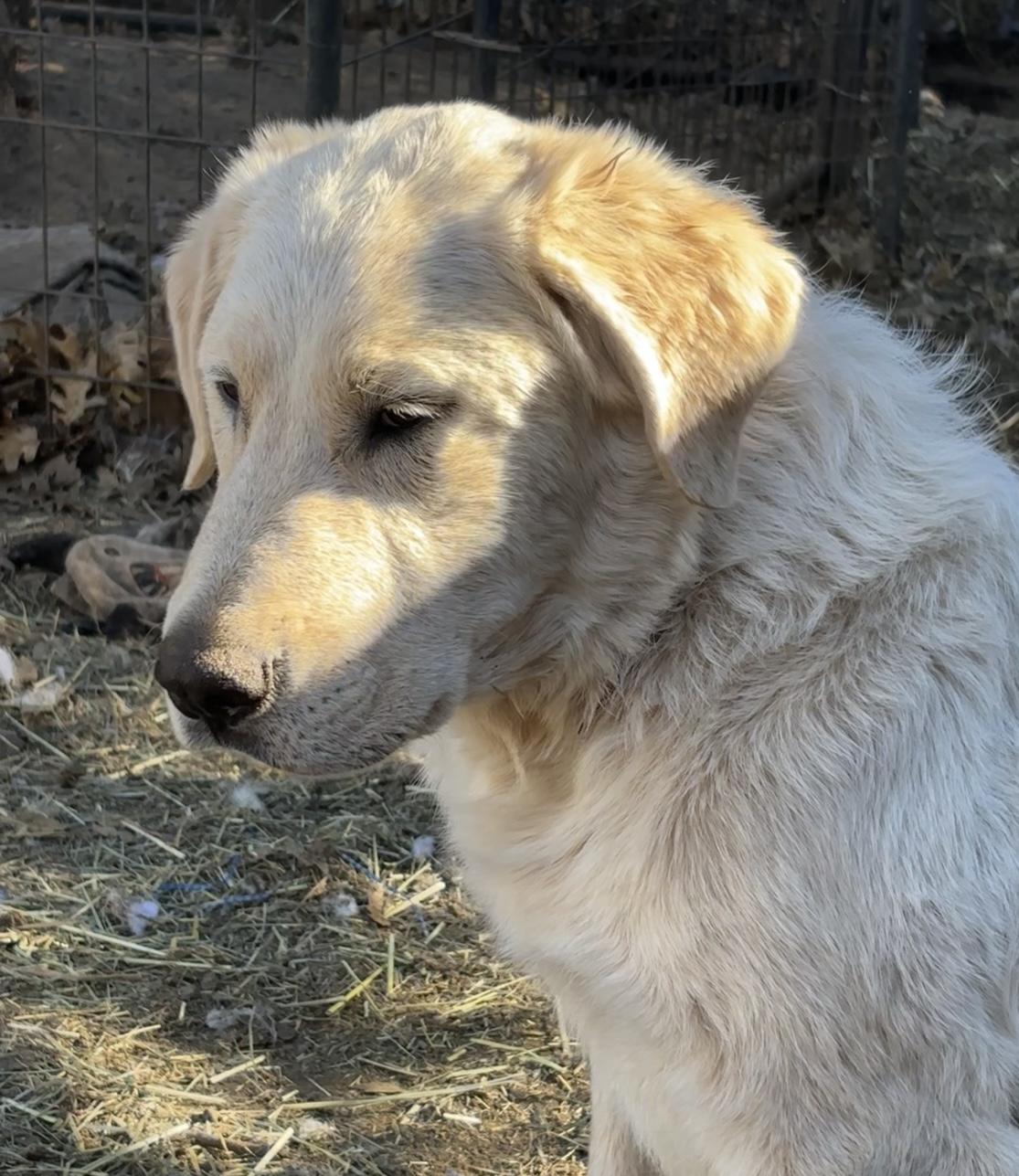 Enlarge Fluffy, a Adoptable Great Pyrenees in San Diego, CA image 2/3