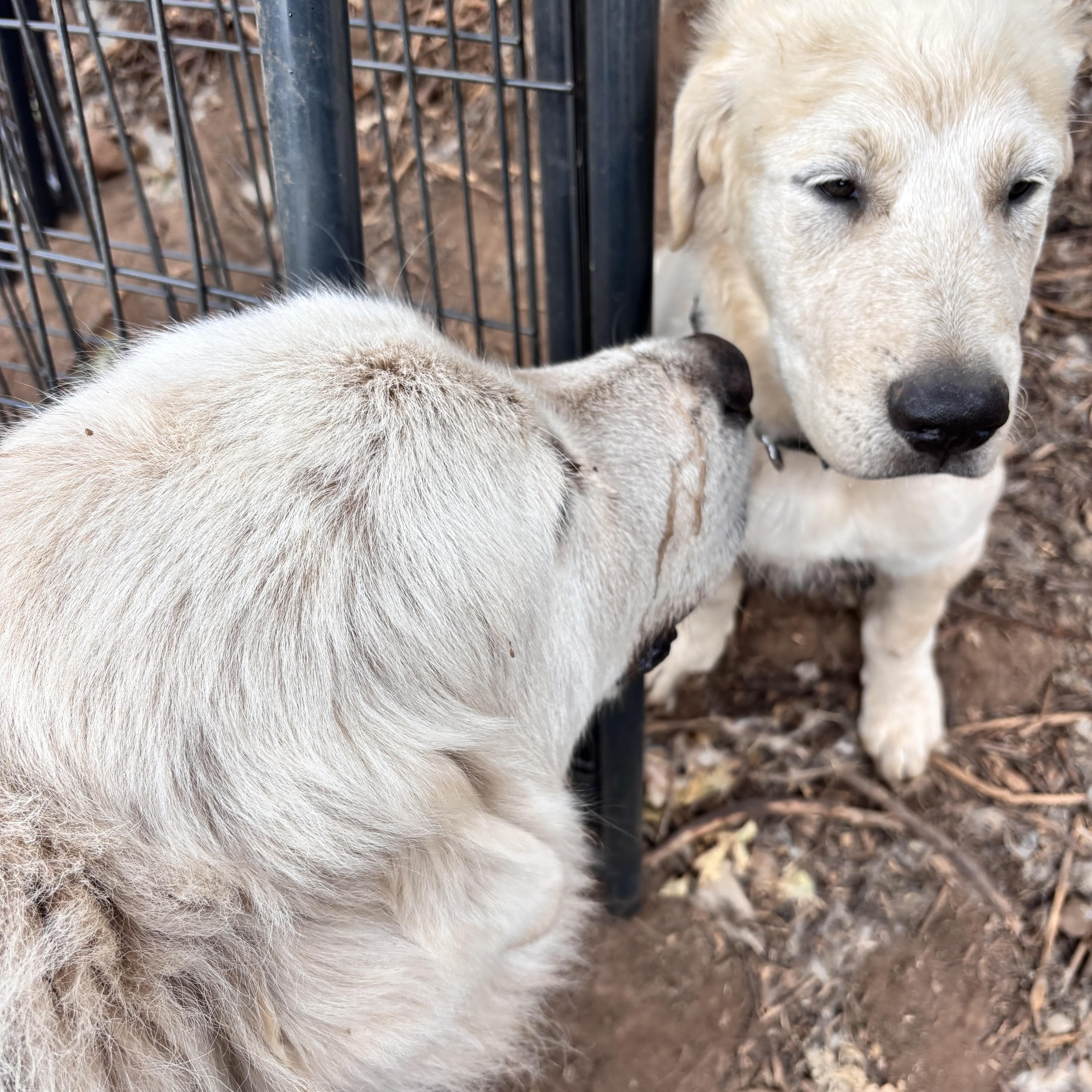 Fluffy, a Adoptable mixed breed in San Diego, CA image 5/5