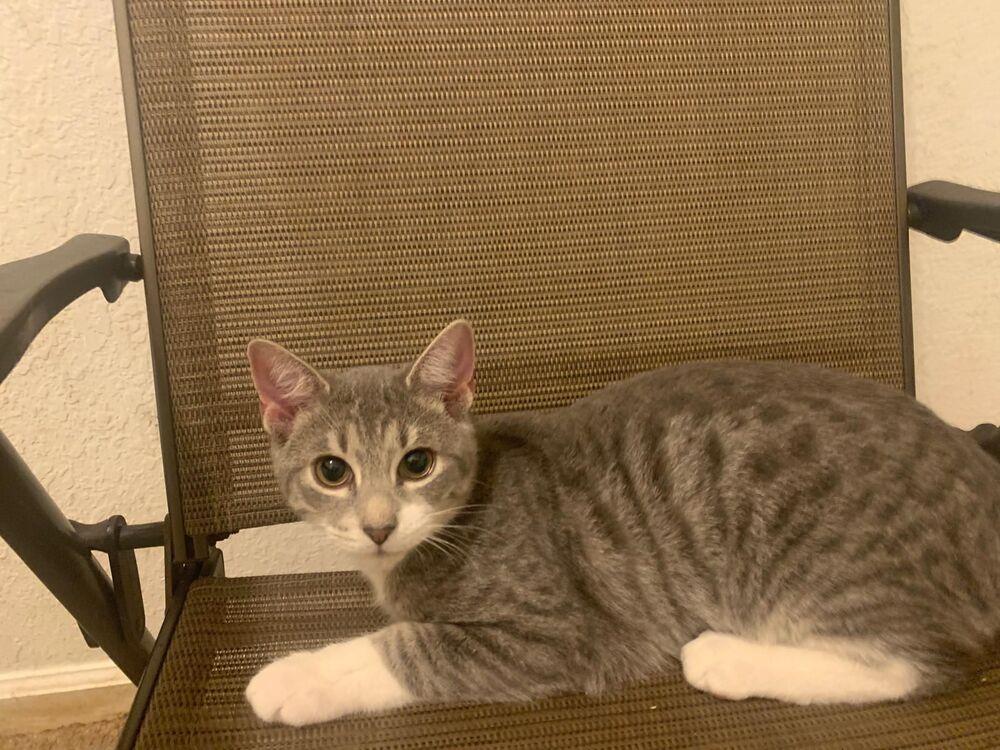 Enlarge Grayson, a Adoptable Domestic Short Hair in Hudson, NH image 1/3