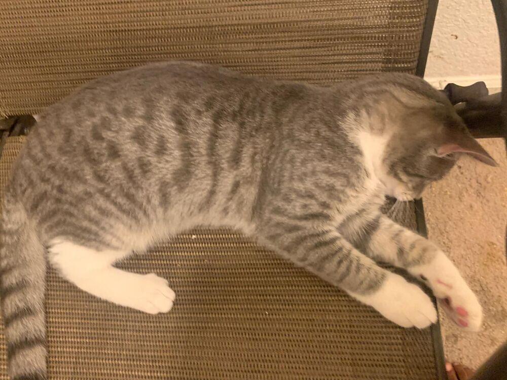 Enlarge Grayson, a Adoptable Domestic Short Hair in Hudson, NH image 2/3