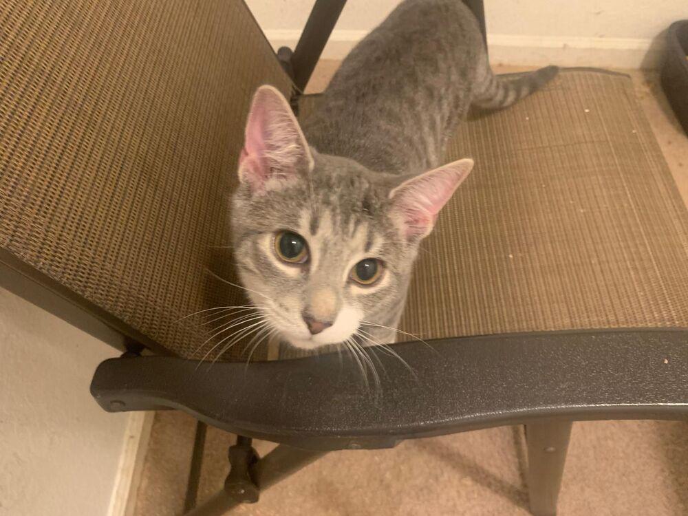 Enlarge Grayson, a Adoptable Domestic Short Hair in Hudson, NH image 3/3