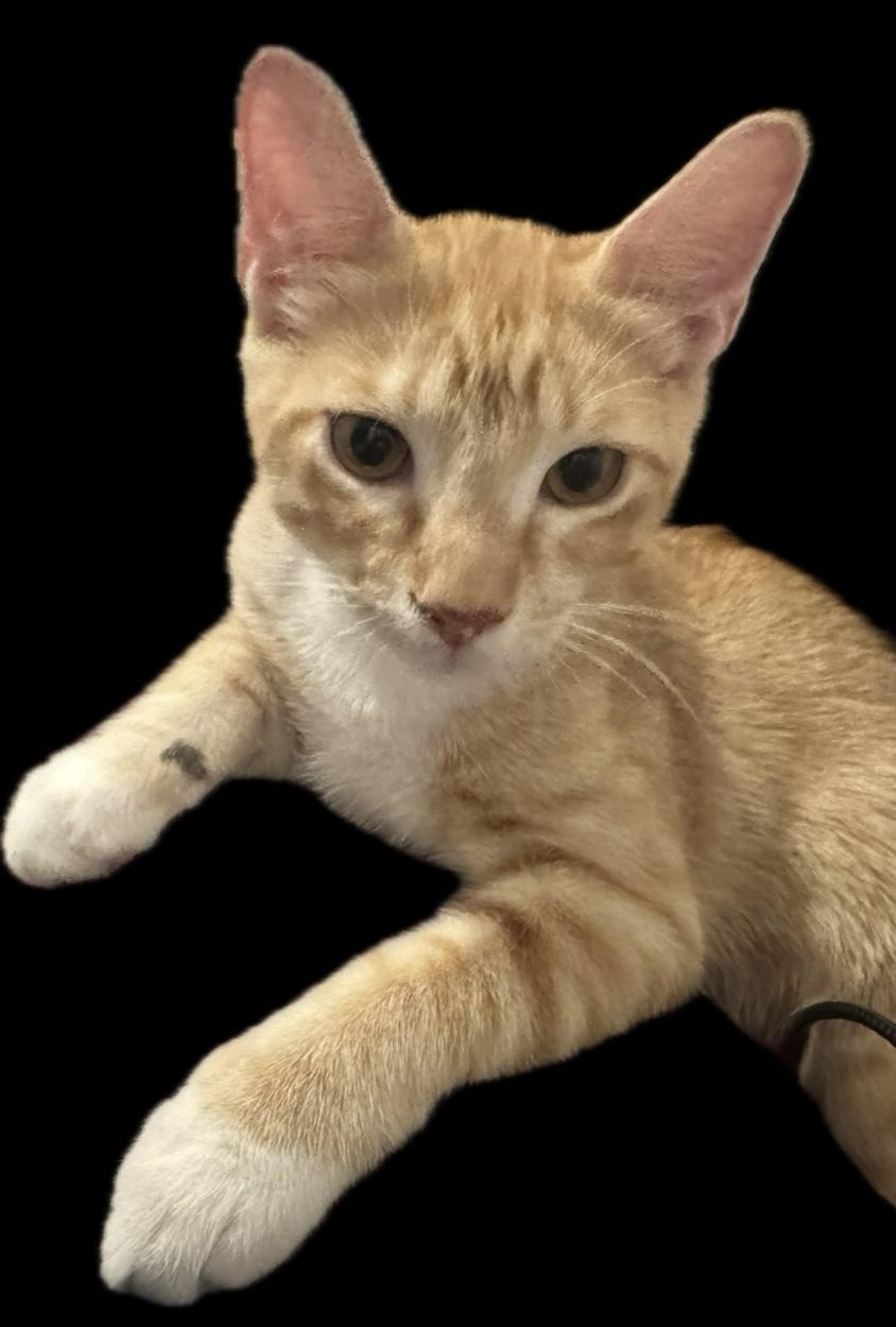 Enlarge Toad, a Adopted Domestic Short Hair in Springfield, VA image 3/3