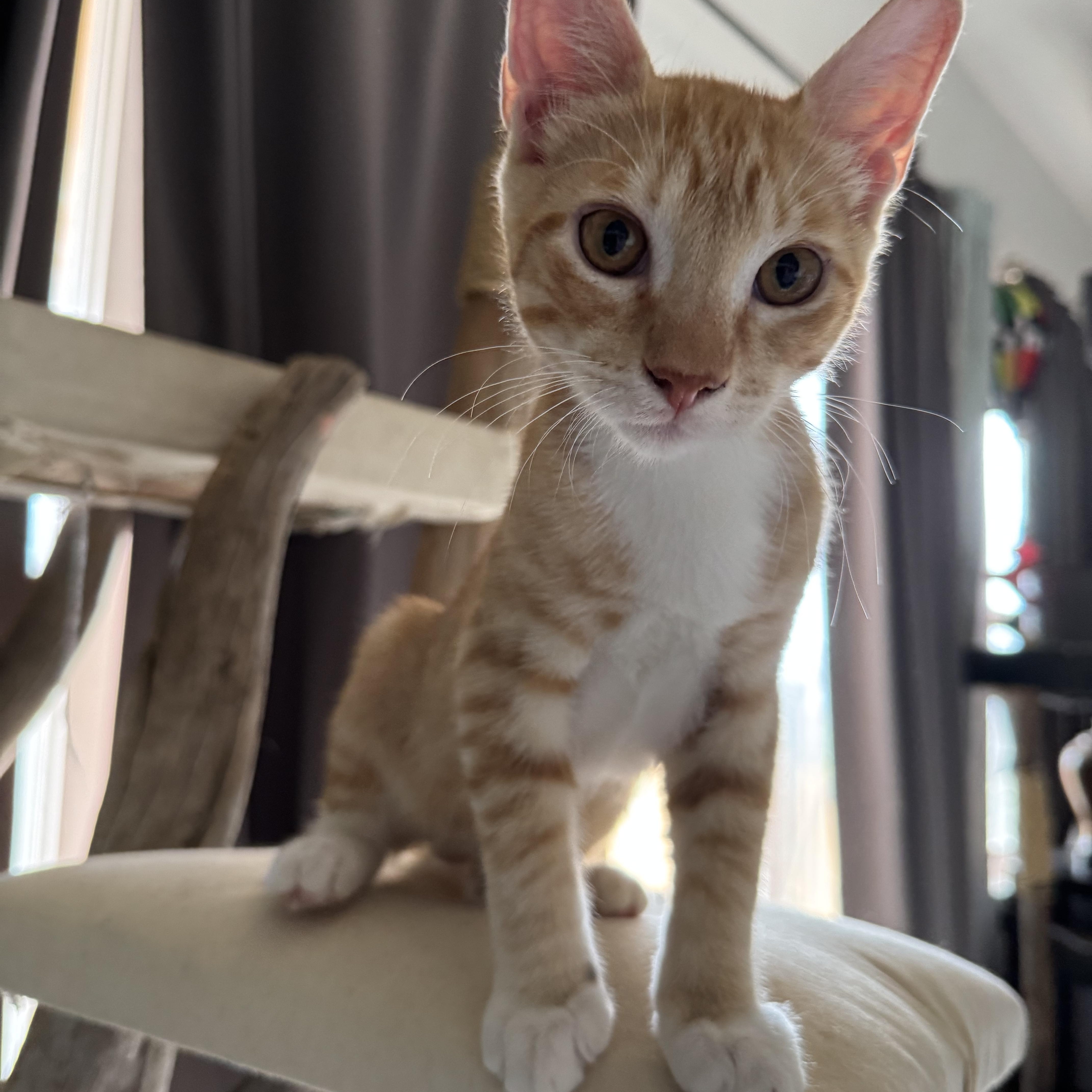 Enlarge Toad, a Adopted Domestic Short Hair in Springfield, VA image 1/3