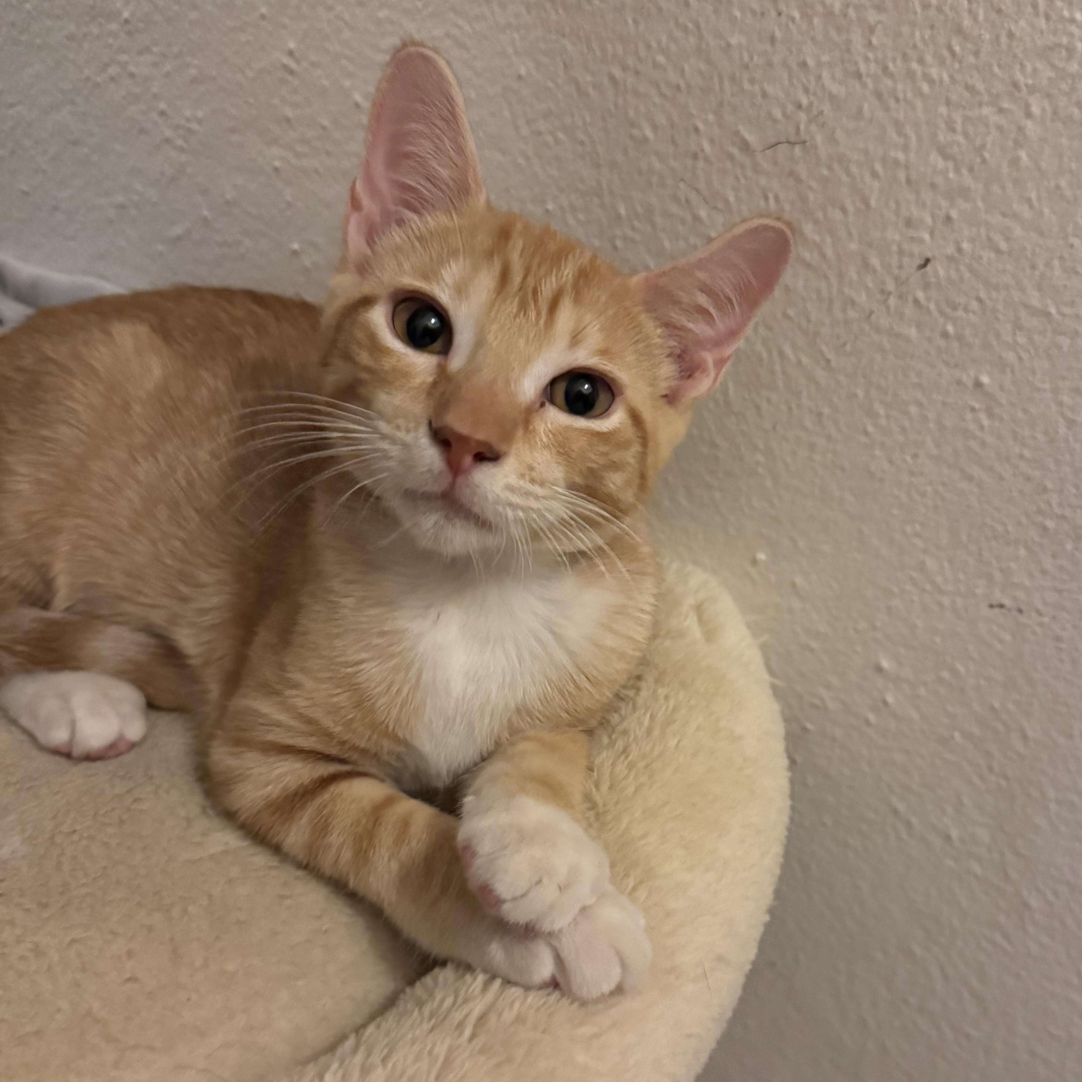 Enlarge Toad, a Adopted Domestic Short Hair in Springfield, VA image 2/3