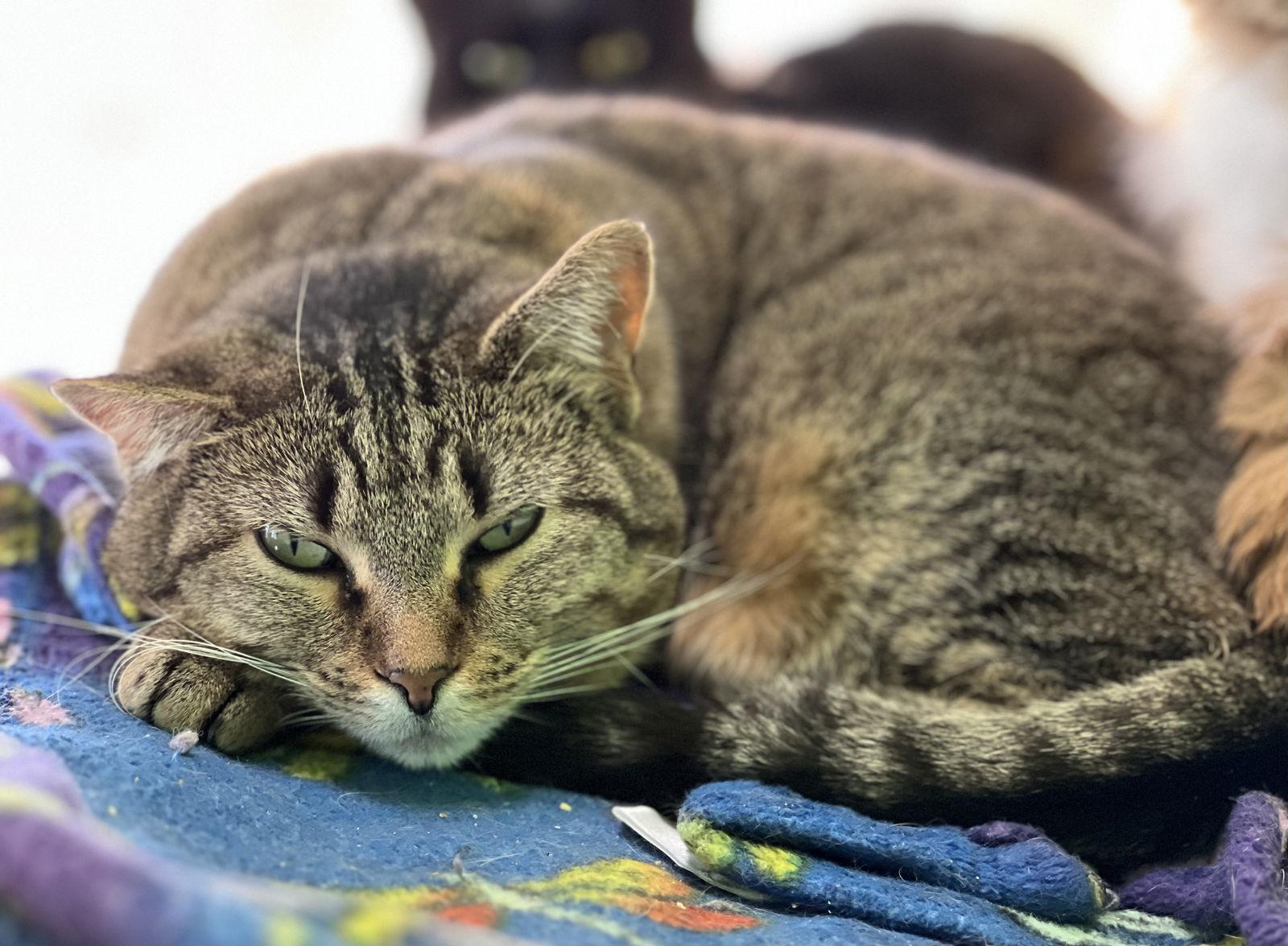 Dora, a Adopted Domestic Short Hair in Estherville, IA image 1/2