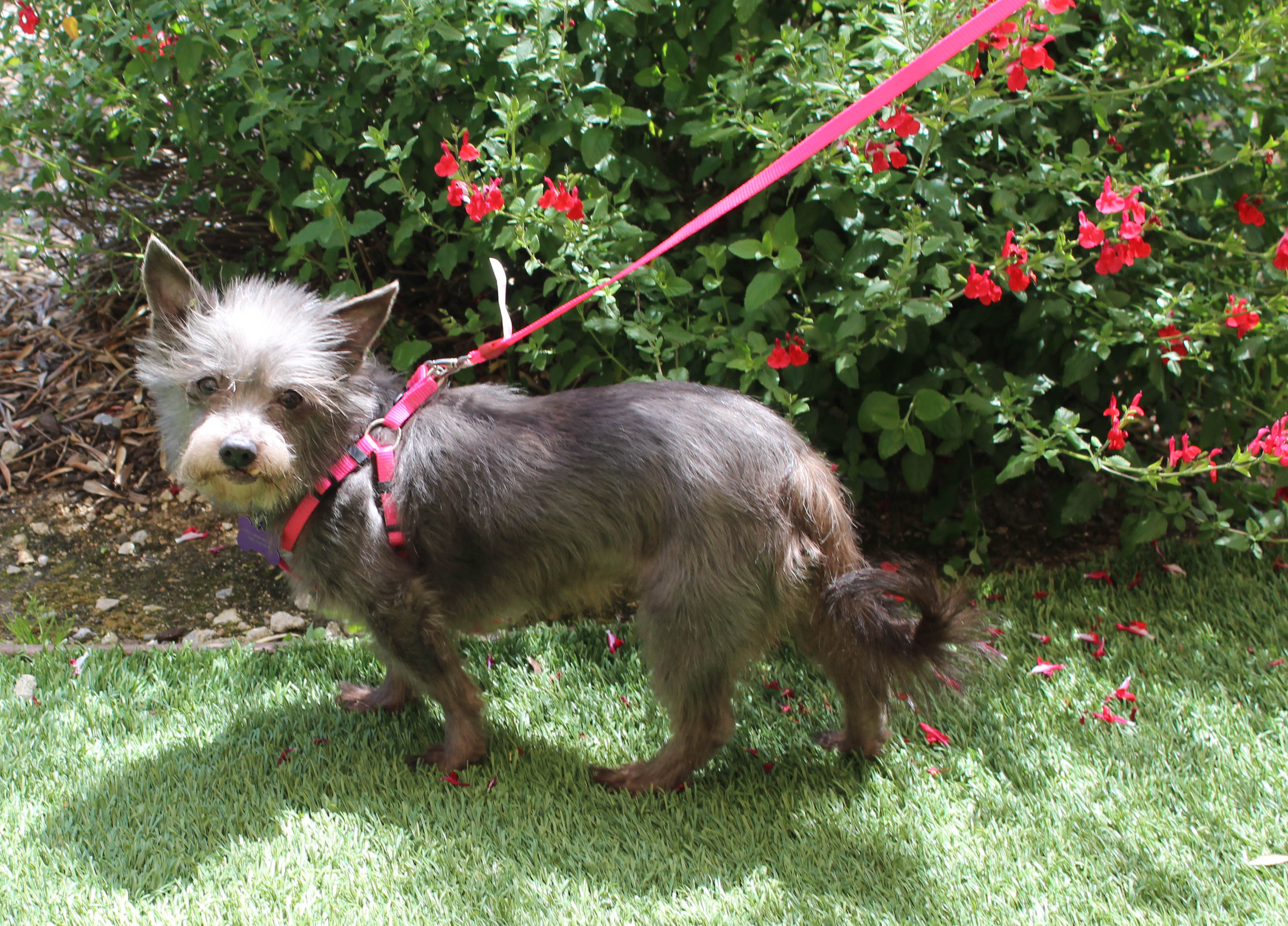 Enlarge Gordis, an adopted mixed breed in Imperial Beach, CA image 2/4