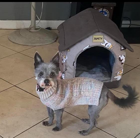 Gordis, Adoptable, Adult Female Yorkshire Terrier & Chihuahua.