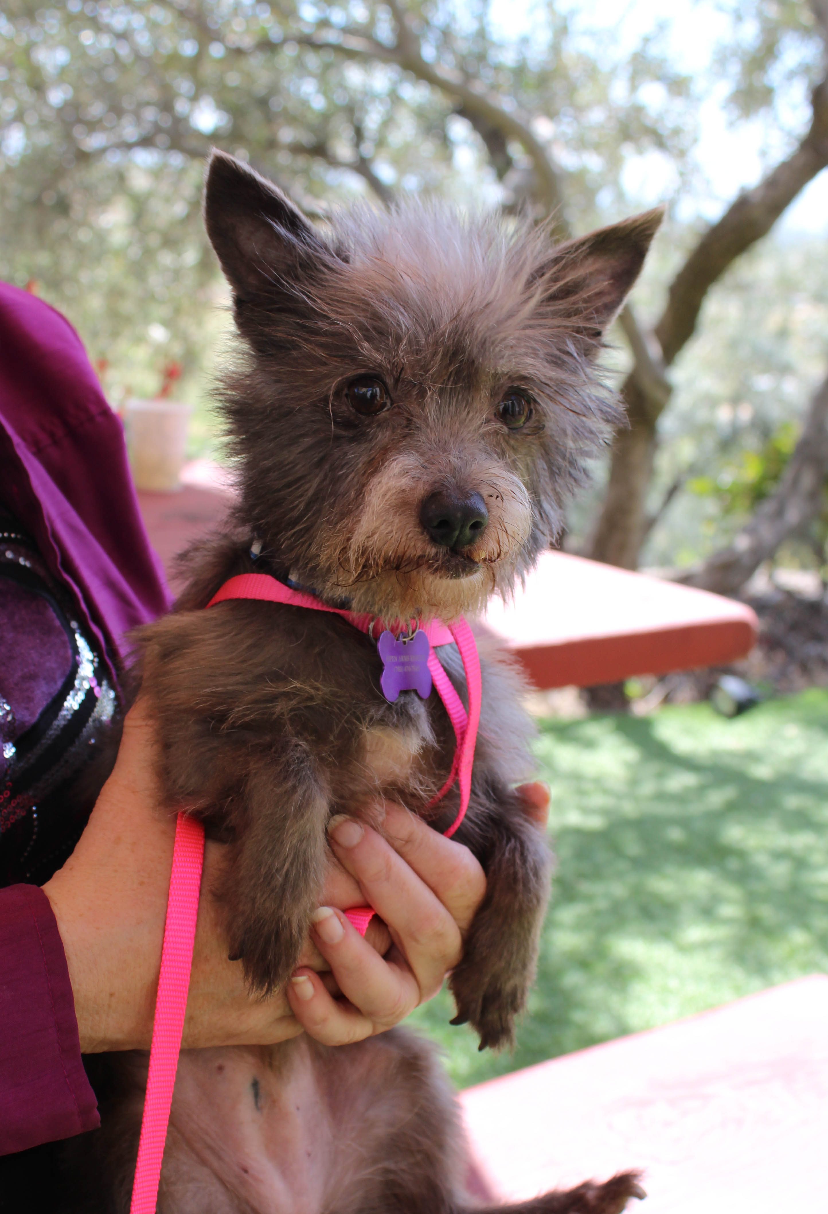 Enlarge Gordis, an adopted mixed breed in Imperial Beach, CA image 3/4