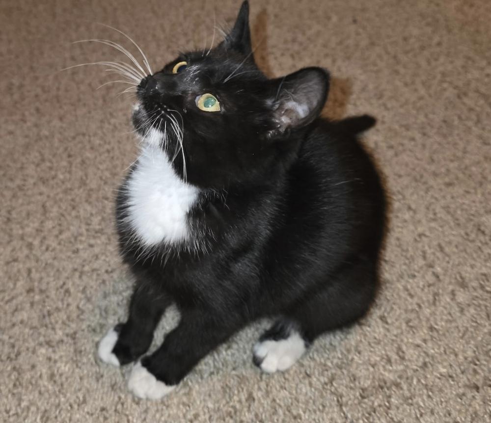 Teeny, Adoptable, Kitten Female Domestic Short Hair.