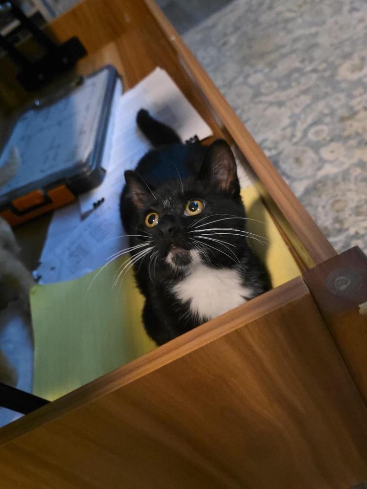 Enlarge Teeny, a Adoptable Domestic Short Hair in Emporia, KS image 2/2