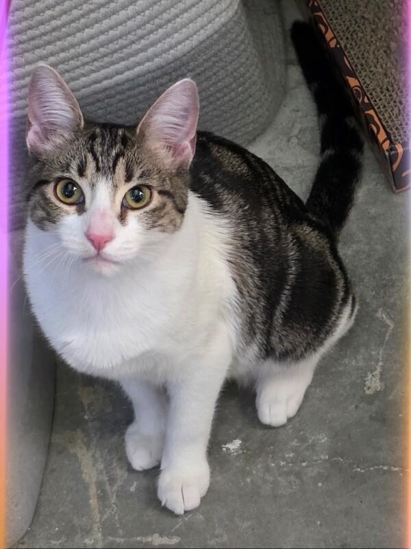 Enlarge Annie, a Adoptable Tabby in Anthem, AZ image 1/6