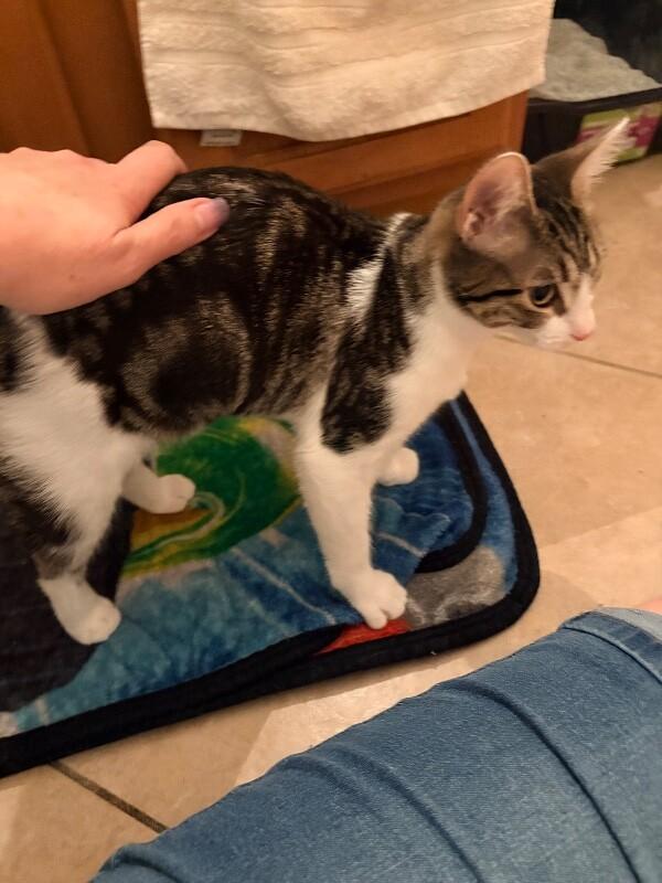 Enlarge Annie, a Adoptable Tabby in Anthem, AZ image 3/6