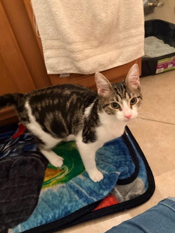 Enlarge Annie, a Adoptable Tabby in Anthem, AZ image 4/6