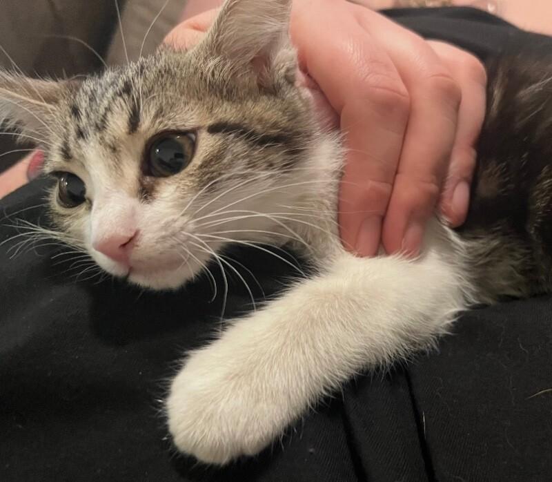 Enlarge Annie, a Adoptable Tabby in Anthem, AZ image 5/6