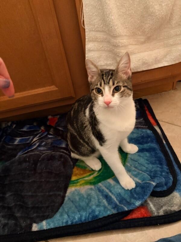 Enlarge Annie, a Adoptable Tabby in Anthem, AZ image 6/6