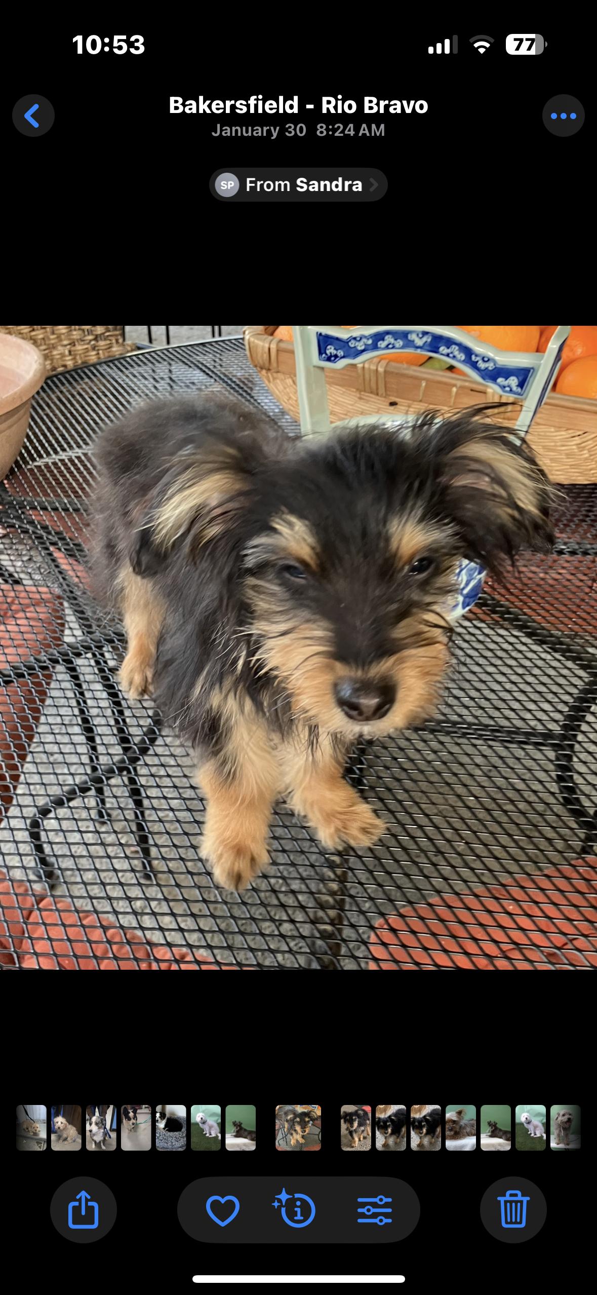 Willa, adopted, Young Female Yorkshire Terrier & Australian Terrier.