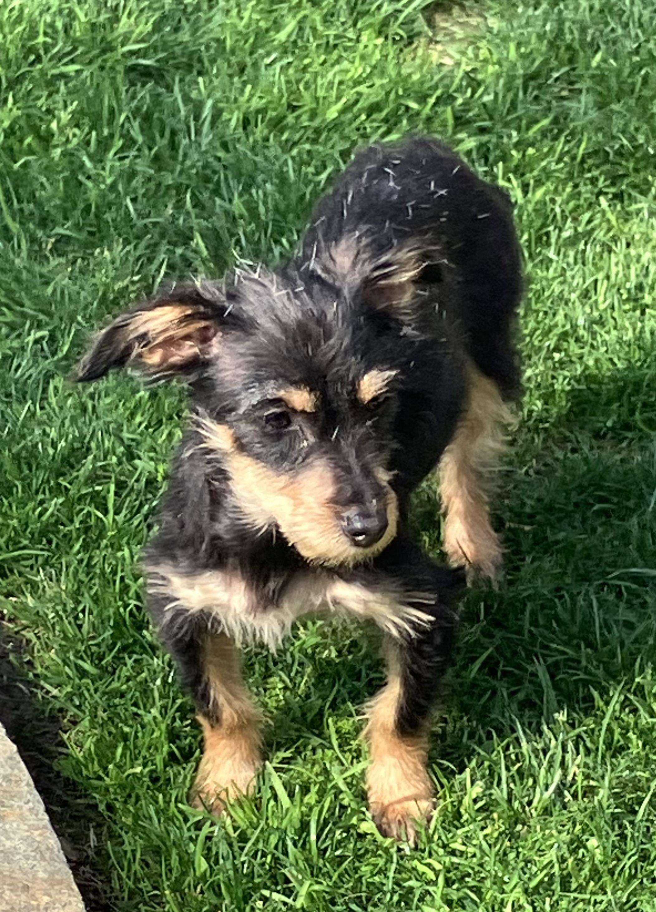 Enlarge Willa, an adopted mixed breed in Beaverton, OR image 2/4