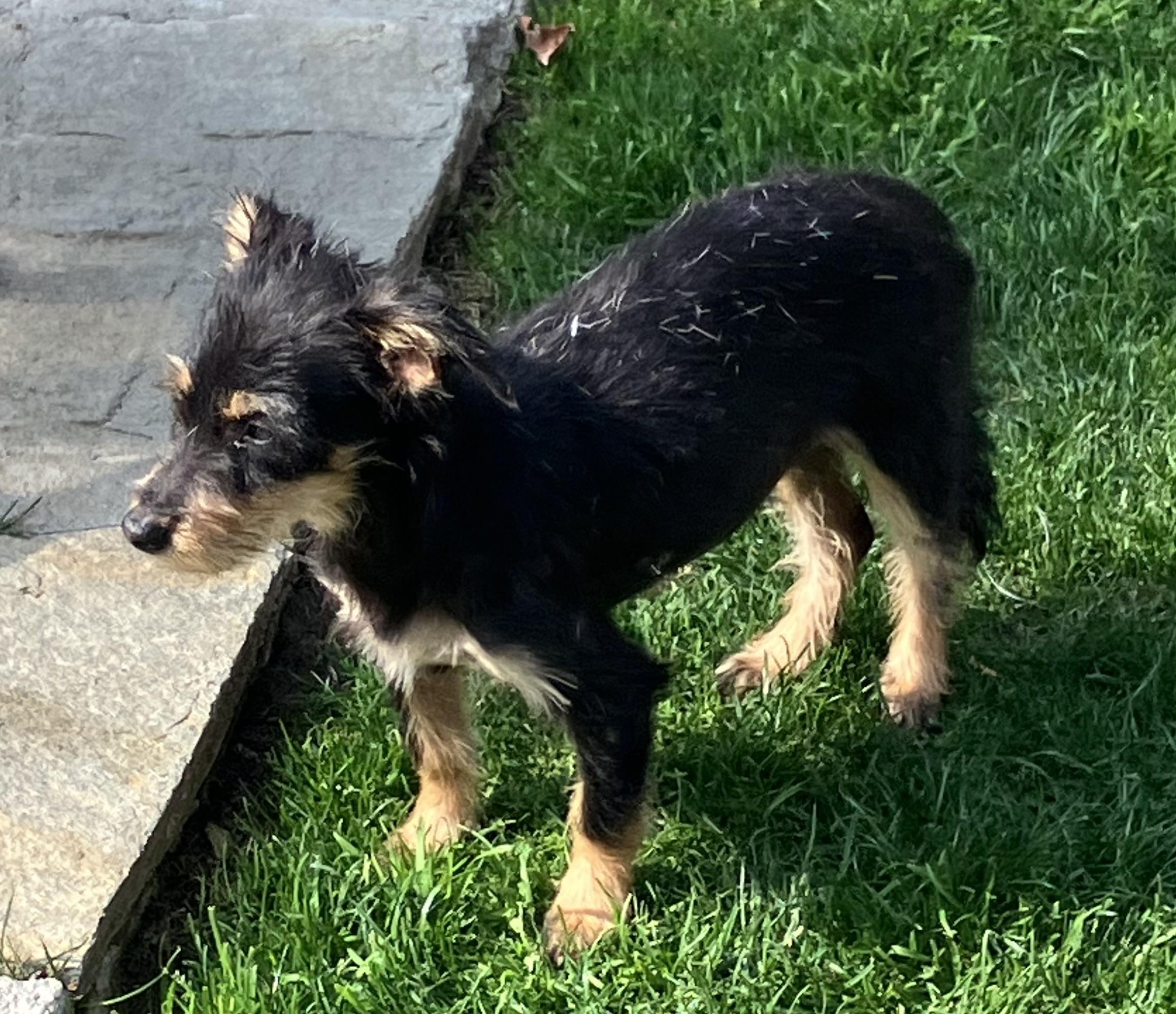 Enlarge Willa, an adopted mixed breed in Beaverton, OR image 3/4