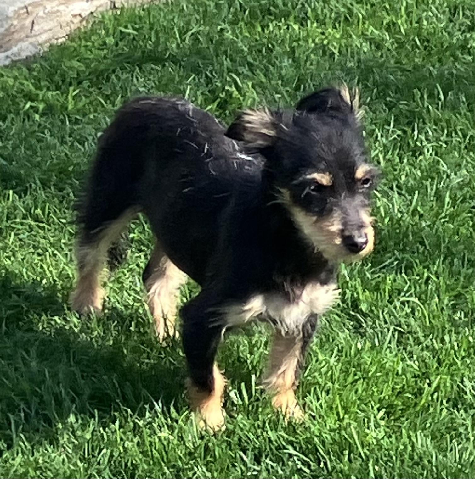 Enlarge Willa, an adopted mixed breed in Beaverton, OR image 4/4