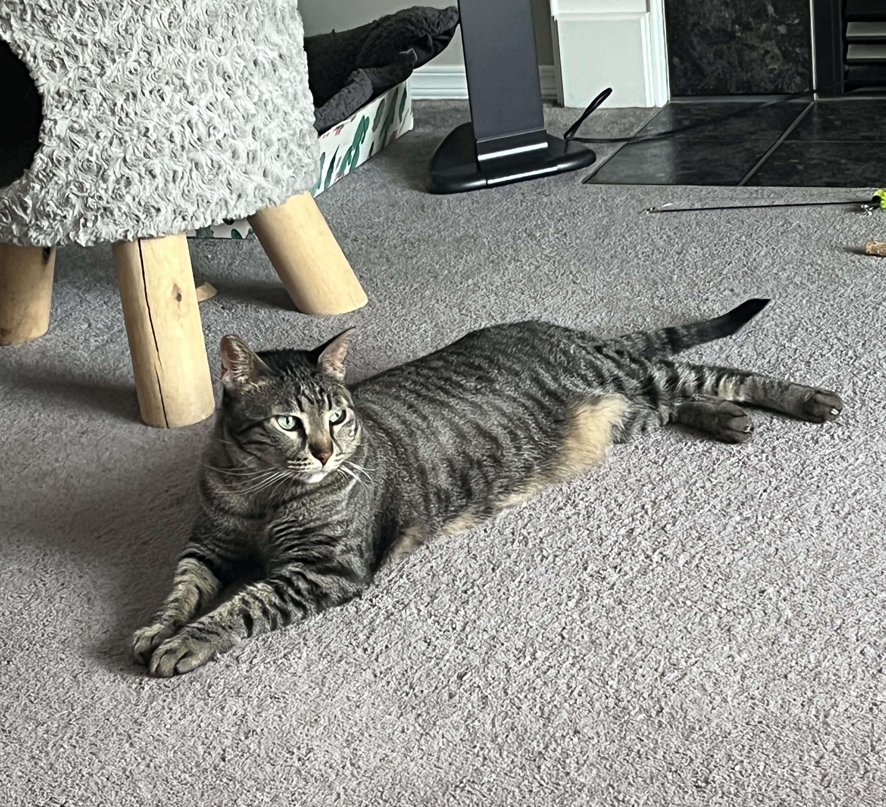 Enlarge Lumi, a Adoptable Domestic Short Hair in Calgary, AB image 2/4