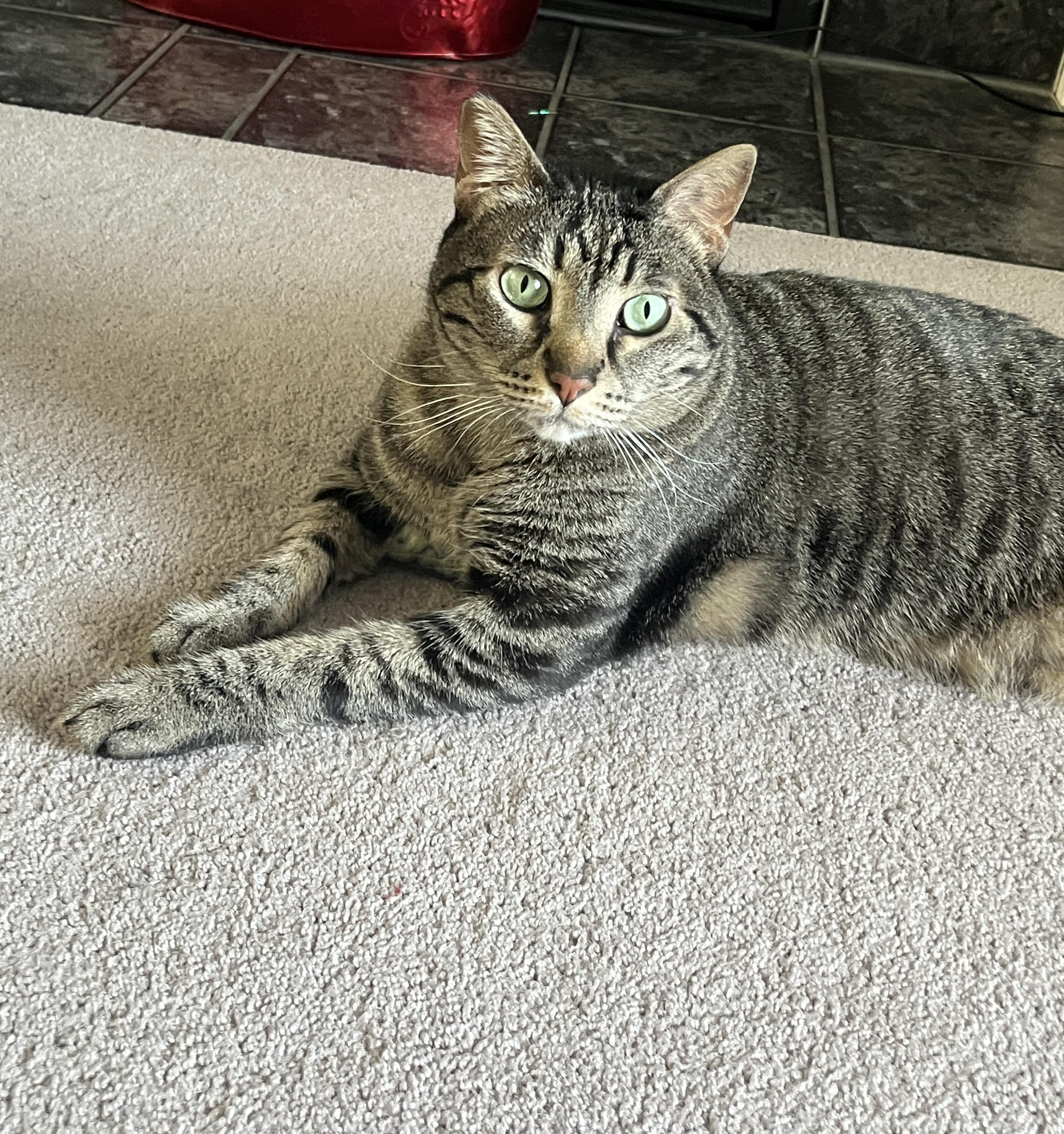 Lumi, Adoptable, Adult Female Domestic Short Hair.
