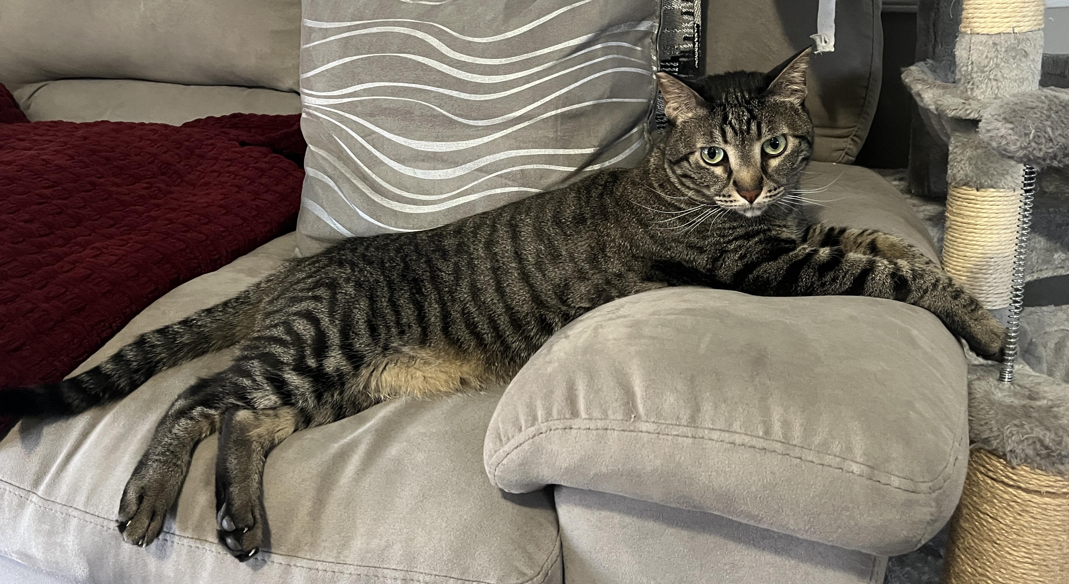 Enlarge Lumi, a Adoptable Domestic Short Hair in Calgary, AB image 4/4