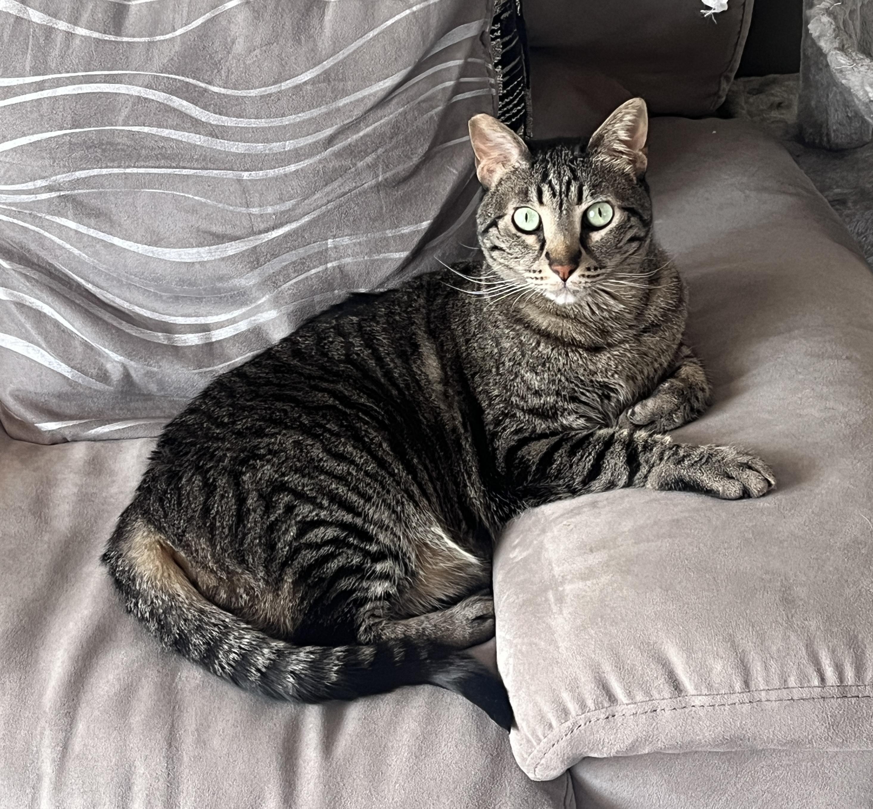 Enlarge Lumi, a Adoptable Domestic Short Hair in Calgary, AB image 3/4