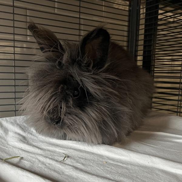 Saquon Barkley - In Foster, Adoptable, Adult Female Angora Rabbit.