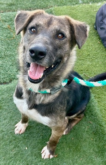 Enlarge Sasha, a Adoptable mixed breed in Canoga Park, CA image 4/4