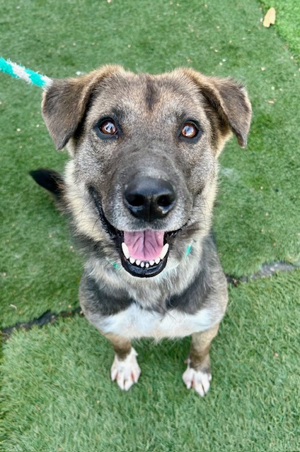 Enlarge Sasha, a Adoptable mixed breed in Canoga Park, CA image 1/4