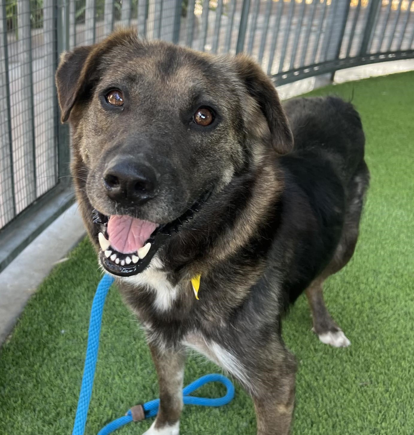 Enlarge Sasha, a Adoptable mixed breed in Canoga Park, CA image 2/4