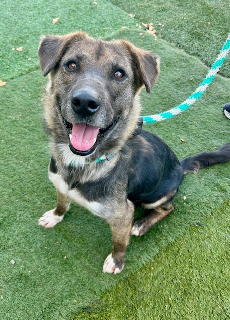 Enlarge Sasha, a Adoptable mixed breed in Canoga Park, CA image 3/4