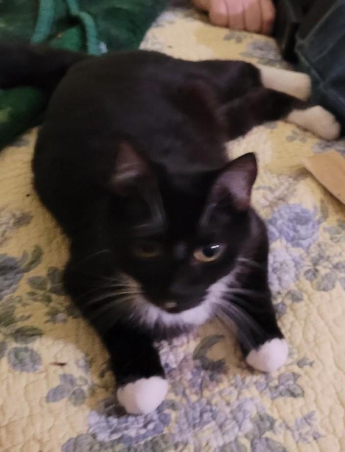 Becca,, Adoptable, Adult Female Domestic Short Hair.